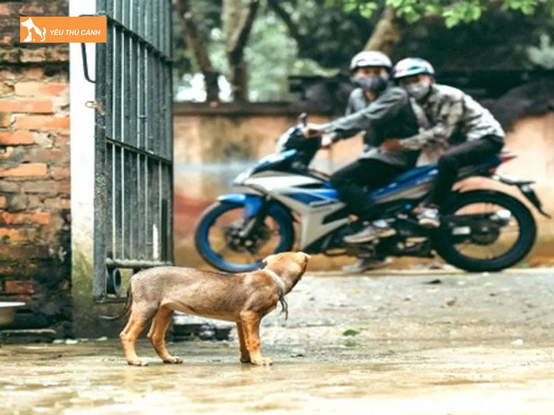 mot-so-con-so-may-man-khi-ngu-mo-thay-trom-cho-thucanh