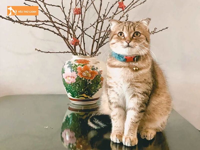 mot-so-dac-trung-tinh-cach-va-ban-tinh-cua-loai-meo-thucanh