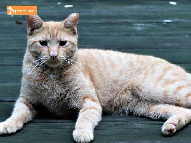 mot-so-diem-bao-khi-meo-hoang-vao-nha-1-thucanh