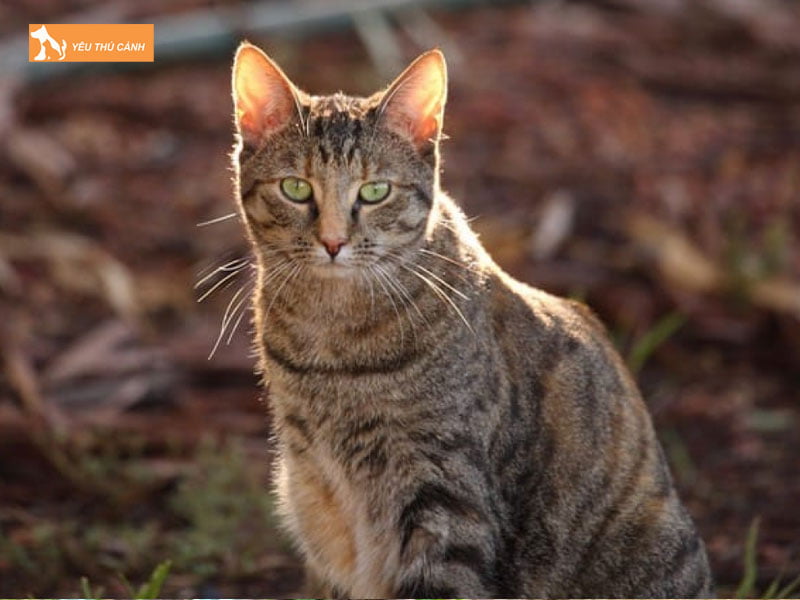 mot-so-diem-bao-khi-meo-hoang-vao-nha-2-thucanh