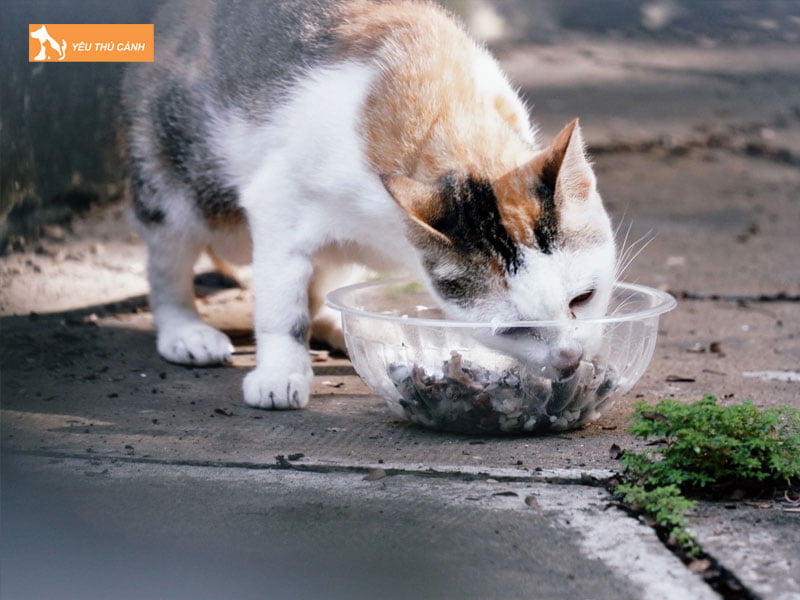 mot-so-diem-bao-khi-meo-hoang-vao-nha-thucanh