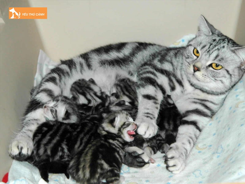 mot-so-diem-bao-ve-giac-mo-thay-meo-de-con-trong-nha-thucanh