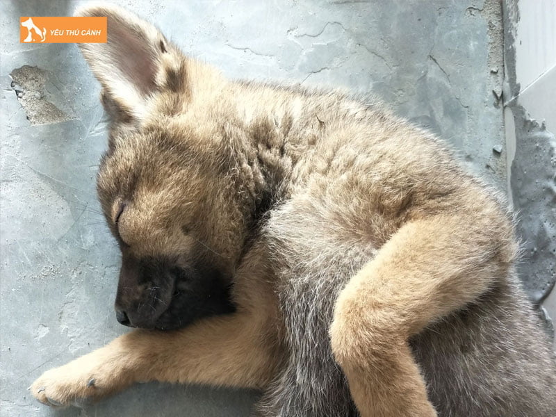 mot-so-diem-bao-viec-cho-bi-chet-thucanh