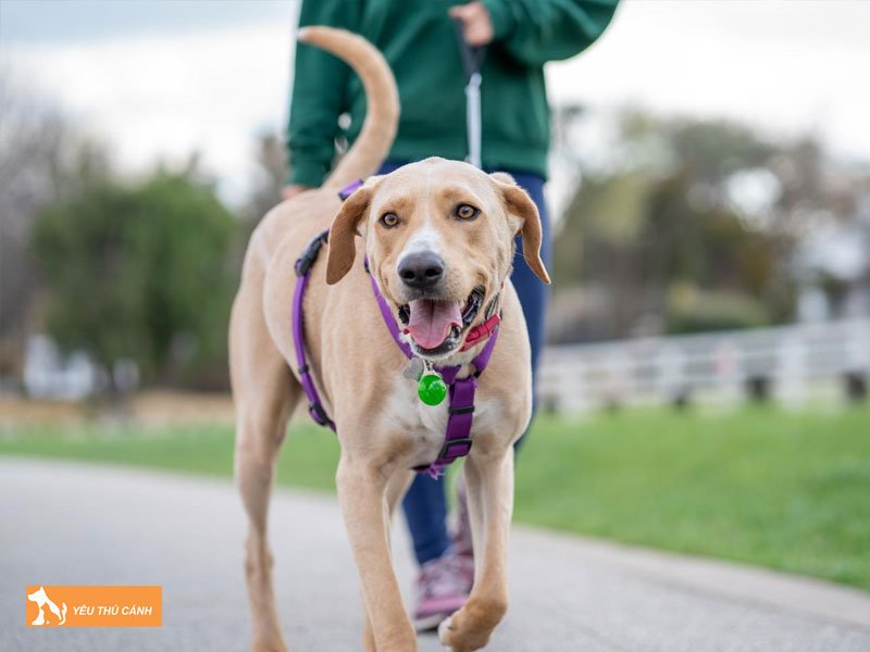 mot-so-loi-ich-cua-viec-dat-cho-di-dao-1-thucanh