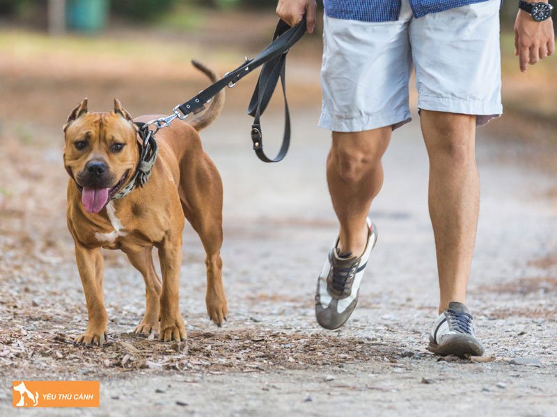 mot-so-loi-ich-cua-viec-dat-cho-di-dao-thucanh