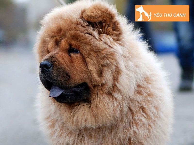 mot-so-luu-y-khi-viet-van-thuyet-minh-ve-cho-thucanh