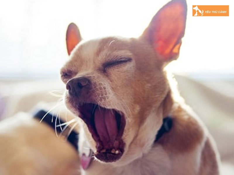 mot-so-nguyen-nhan-cho-bi-hat-xi-1-thucanh