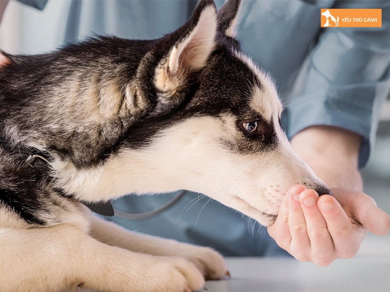 mot-so-nguyen-nhan-cho-bi-hat-xi-2-thucanh