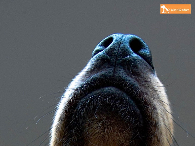 mot-so-nguyen-nhan-cho-bi-hat-xi-3-thucanh