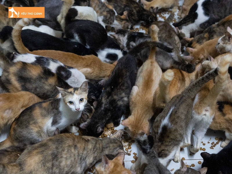 mot-so-rui-ro-can-luu-y-khi-mang-meo-ve-nuoi-thucanh