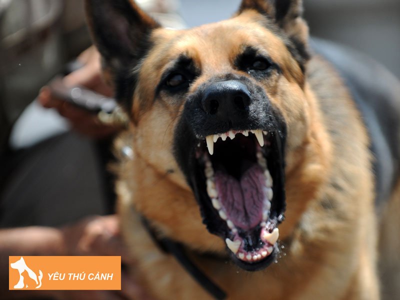 mot-so-tinh-huong-va-giai-phap-khac-phuc-tinh-trang-cho-hung-du-thucanh