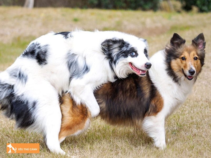 mot-so-truong-hop-gap-cho-giao-phoi-thucanh