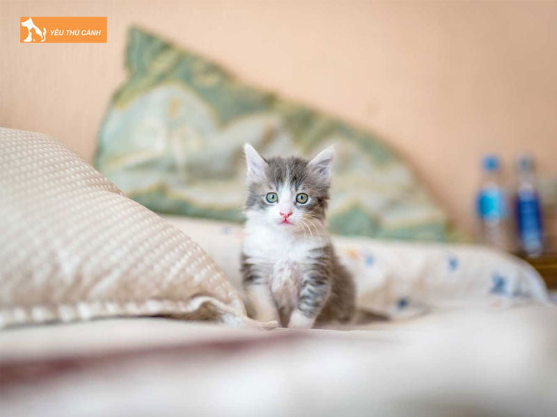 mot-vai-kinh-nghiem-cham-soc-meo-6-thang-tuoi-tang-can-nang-thucanh