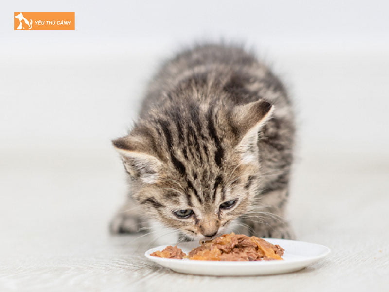 mot-vai-nguyen-nhan-khien-meo-khong-tang-can-thucanh