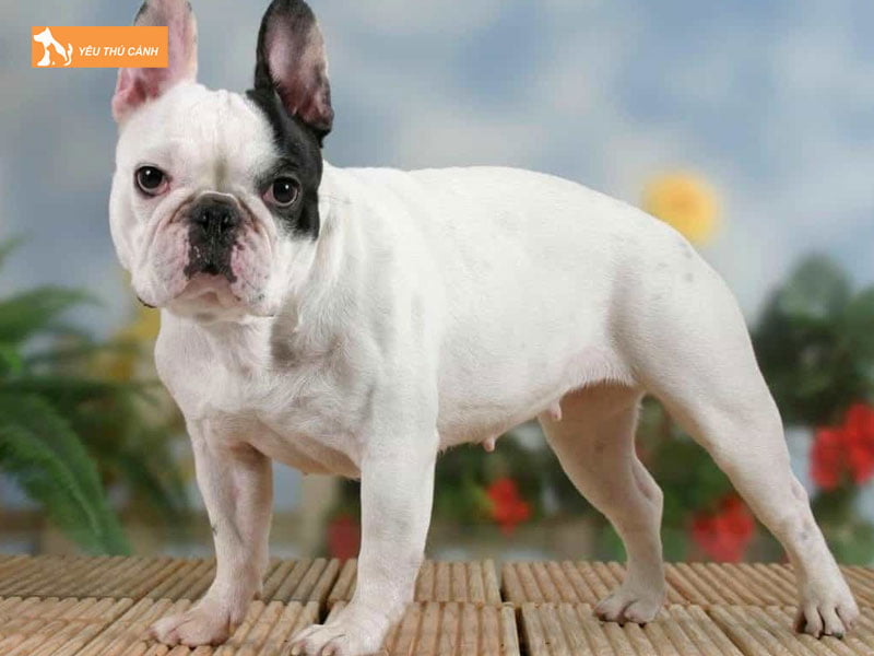 mot-vai-thong-tin-can-biet-ve-giong-cho-bull-phap-thucanh