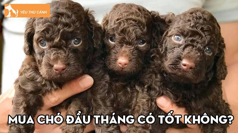 Mua chó đầu tháng có tốt không và những lưu ý về thời điểm bắt chó