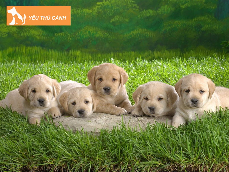 nam-me-thay-dan-cho-con-nen-danh-so-may-thucanh