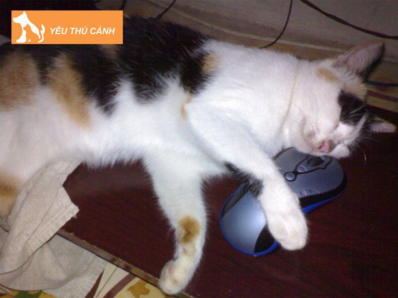 nam-mo-meo-chet-danh-con-gi-thucanh