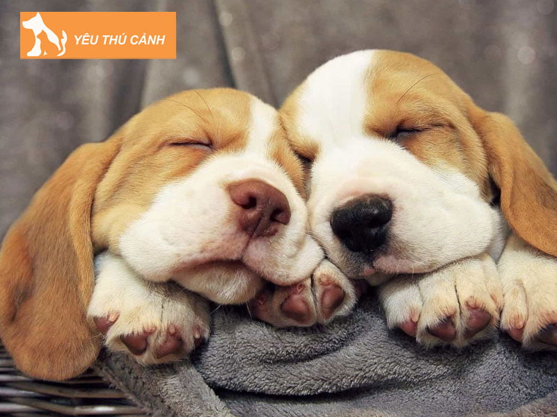 nam-mo-thay-2-con-cho-danh-so-gi-thucanh