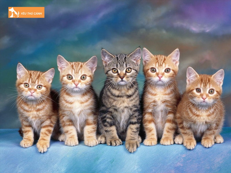 nam-ngu-thay-meo-con-la-diem-gi-1-thucanh