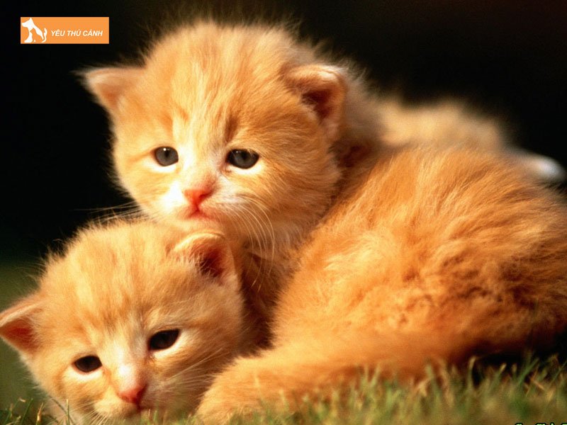 nam-ngu-thay-meo-con-la-diem-gi-2-thucanh