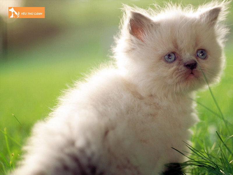 nam-ngu-thay-meo-con-la-diem-gi-3-thucanh