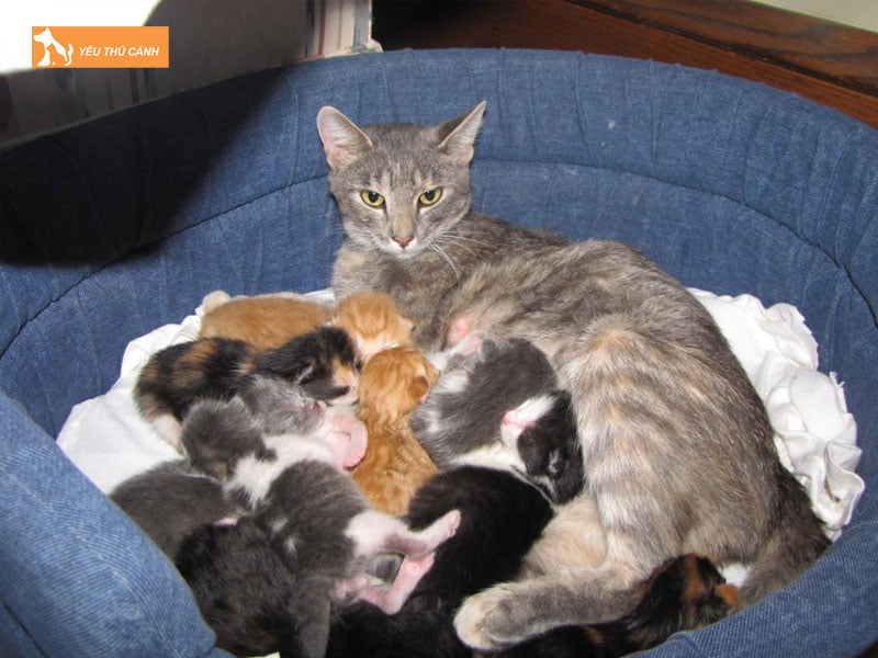 nam-ngu-thay-meo-con-la-diem-gi-4-thucanh