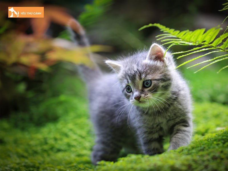 nam-ngu-thay-meo-con-la-diem-gi-thucanh