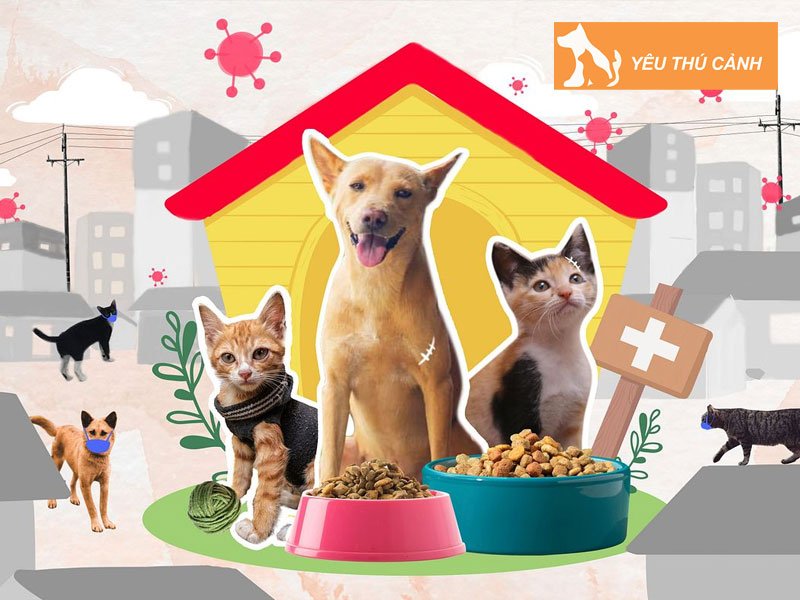 nen-danh-con-gi-khi-mo-thay-cho-meo-thucanh