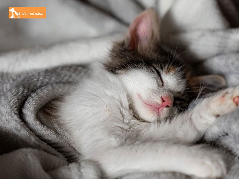 Nen-huan-luyen-tu-khi-cho-meo-con-nho-thucanh