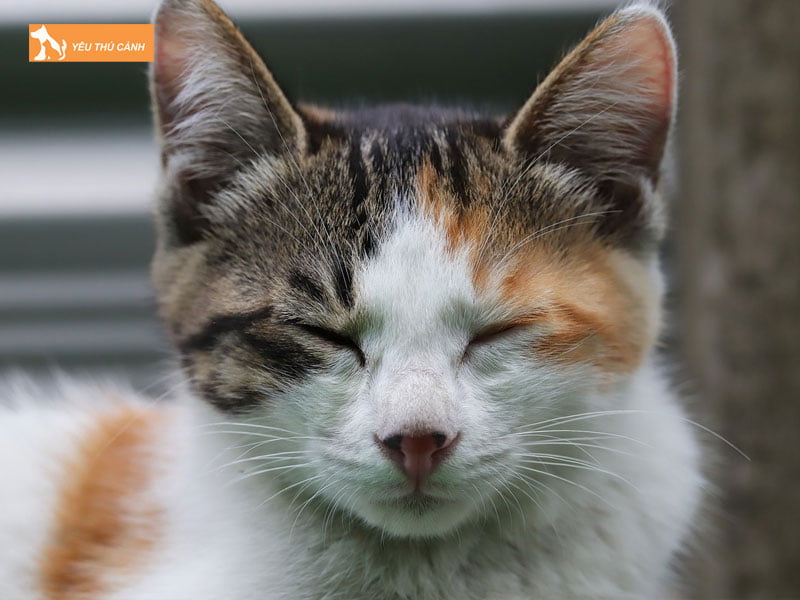 nen-lam-gi-khi-meo-hoang-la-den-nha-thucanh