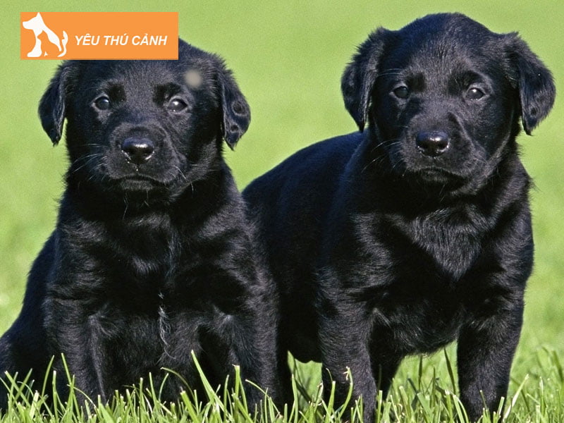 neu-nam-mo-thay-2-con-cho-den-thucanh