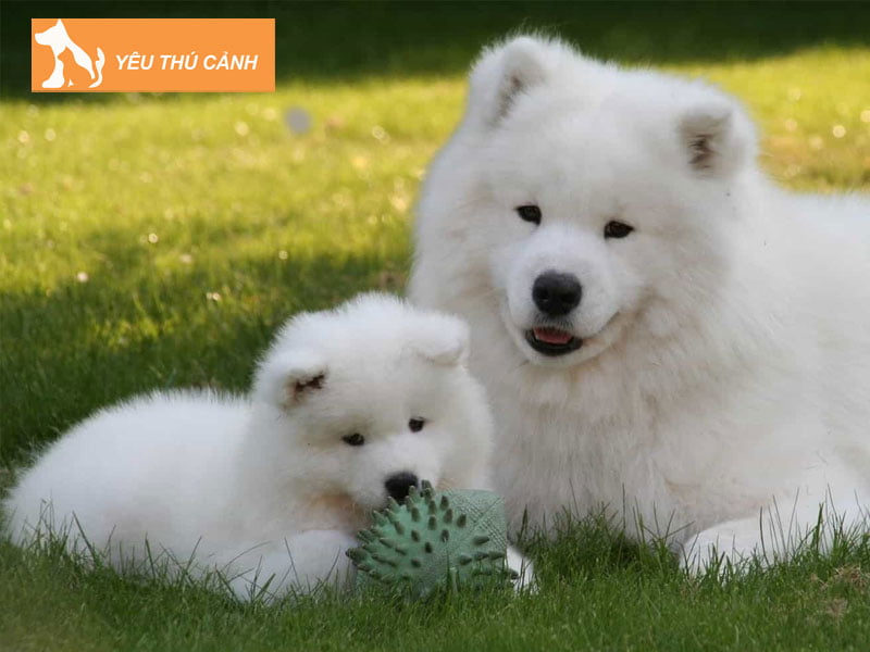 neu-nam-mo-thay-2-con-cho-trang-thucanh