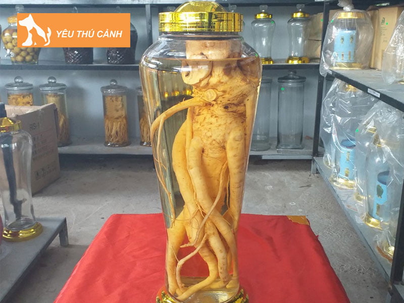 ngam-ruou-dinh-lang-voi-gi-thucanh