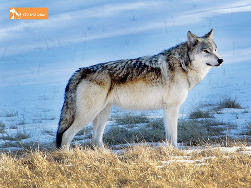 Ngoai-hinh-cho-soi-thucanh