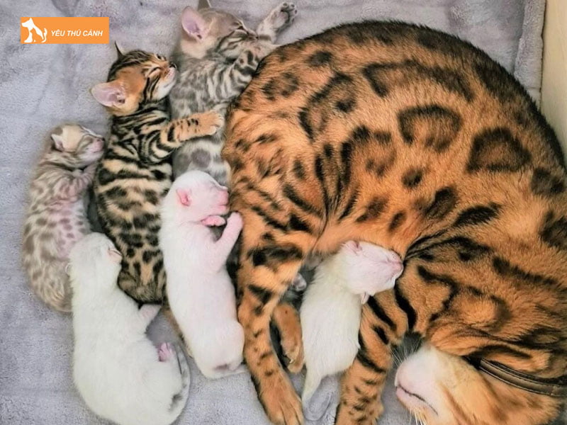 ngu-mo-nha-co-meo-de-danh-con-gi-mang-den-may-man-thucanh