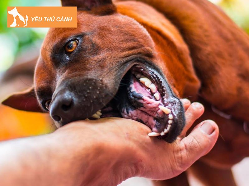 ngu-mo-thay-cho-can-danh-con-gi-so-may-thucanh