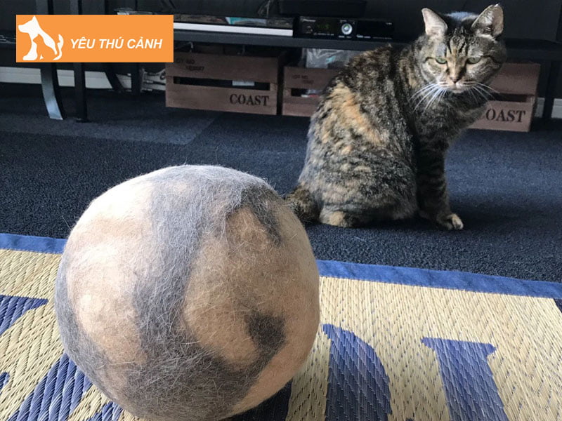 nguy-hai-cua-long-meo-den-suc-khoe-tre-em-thucanh