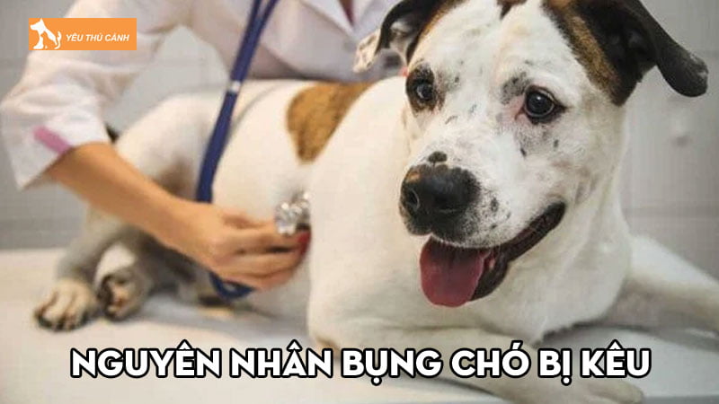 Nguyên nhân bụng chó bị kêu và cách khắc phục hiệu quả