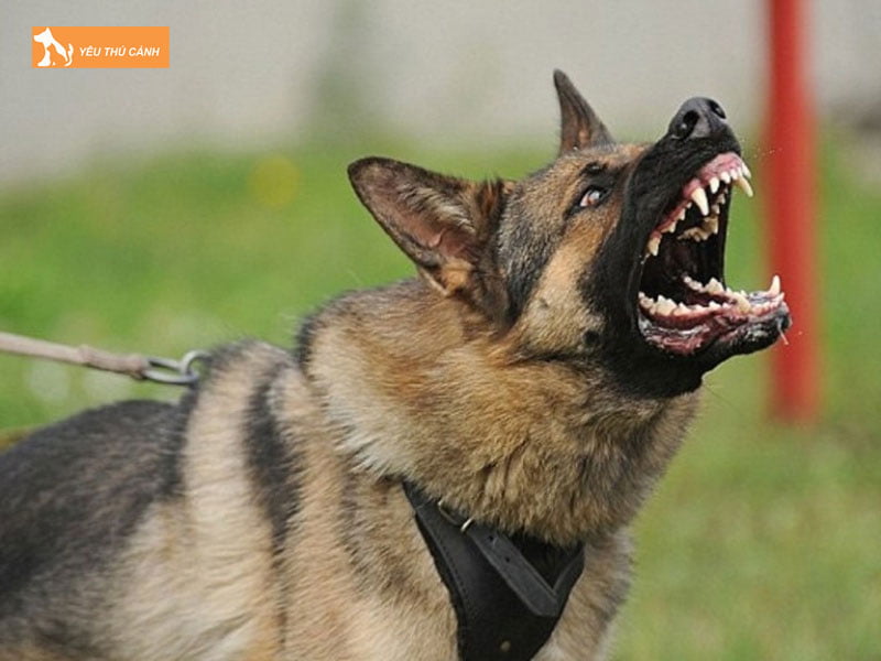 Nguyen-nhan-cho-gam-gu-thucanh