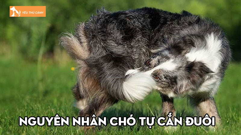 Nguyên nhân chó tự cắn đuôi và cách khắc phục hiệu quả | Thucanh