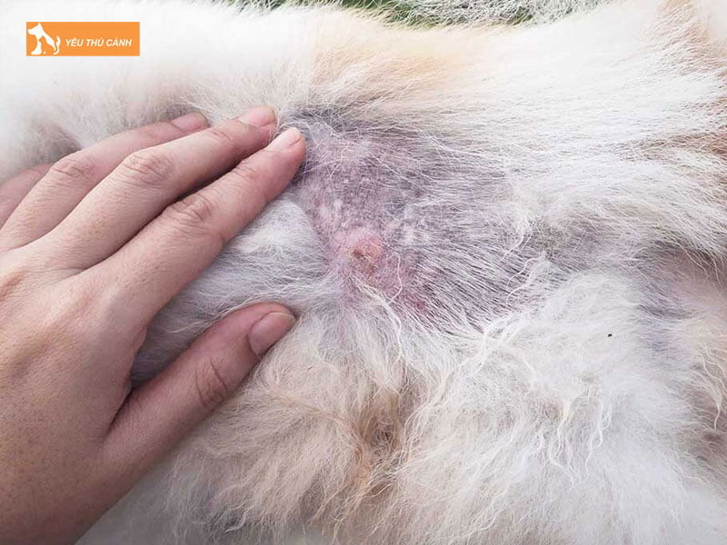 nguyen-nhan-khien-cun-bi-viem-long-thucanh