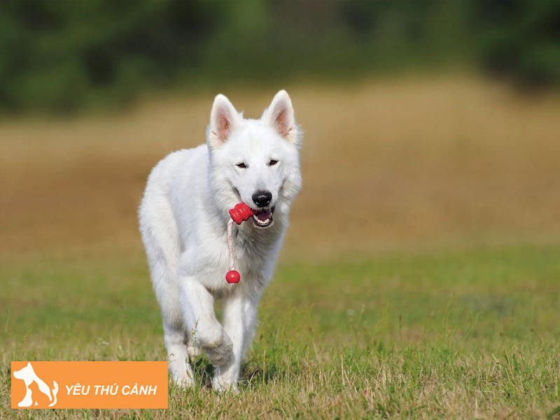 nguyen-nhan-lam-cho-long-trang-bi-o-vang-thucanh