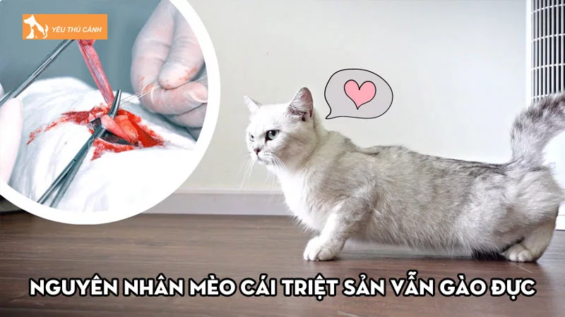 Nguyên nhân mèo cái triệt sản vẫn gào đực phổ biến nhất
