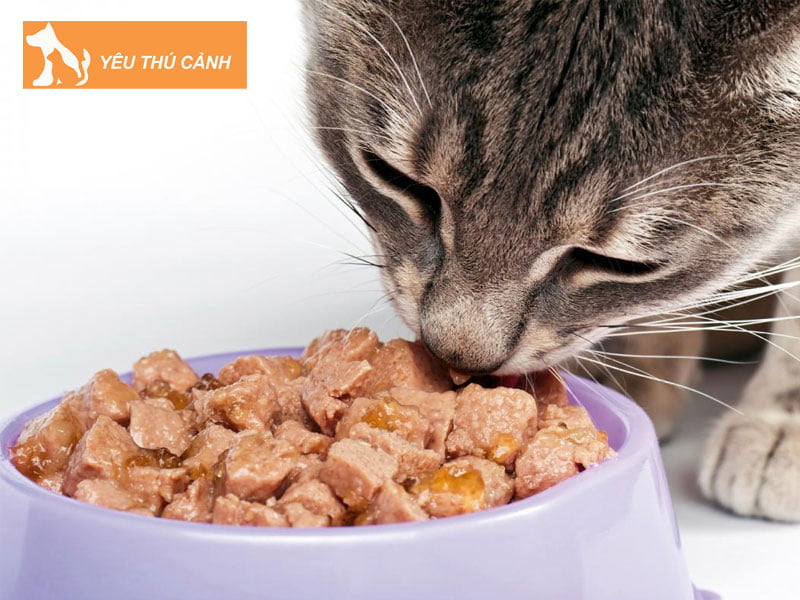 nguyen-nhan-meo-di-ngoai-long-thucanh