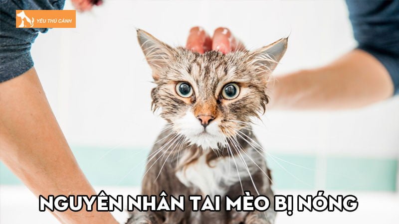 Nguyên nhân tai mèo bị nóng và cách điều trị hiệu quả