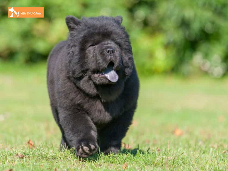 nguyen-nhan-va-cach-dieu-tri-luoi-cho-bi-tim-1-thucanh