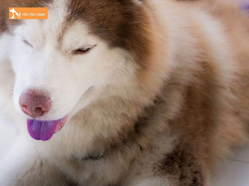 nguyen-nhan-va-cach-dieu-tri-luoi-cho-bi-tim-thucanh