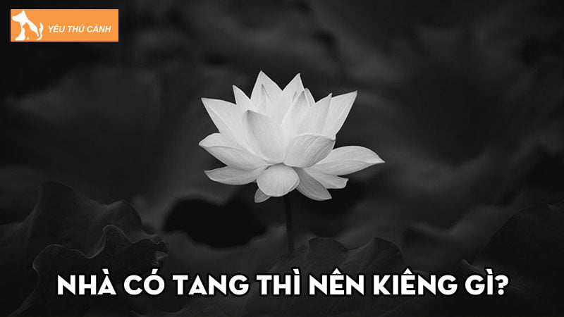 Nhà có tang thì nên kiêng gì để tránh những điều không may?