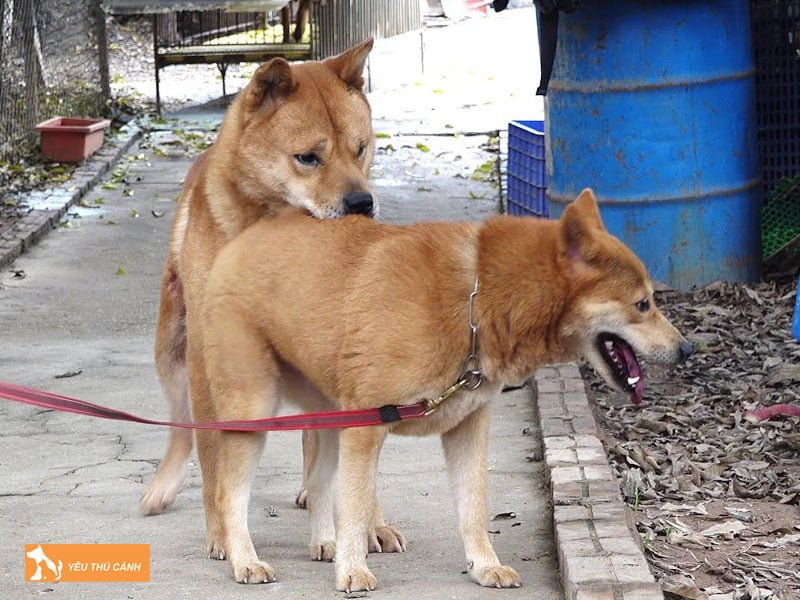 nhin-thay-cho-giao-phoi-danh-de-thi-hen-hay-xui-thucanh